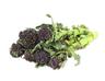Purple and Green Broccoli