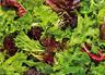 Mixed Salad Leaves
