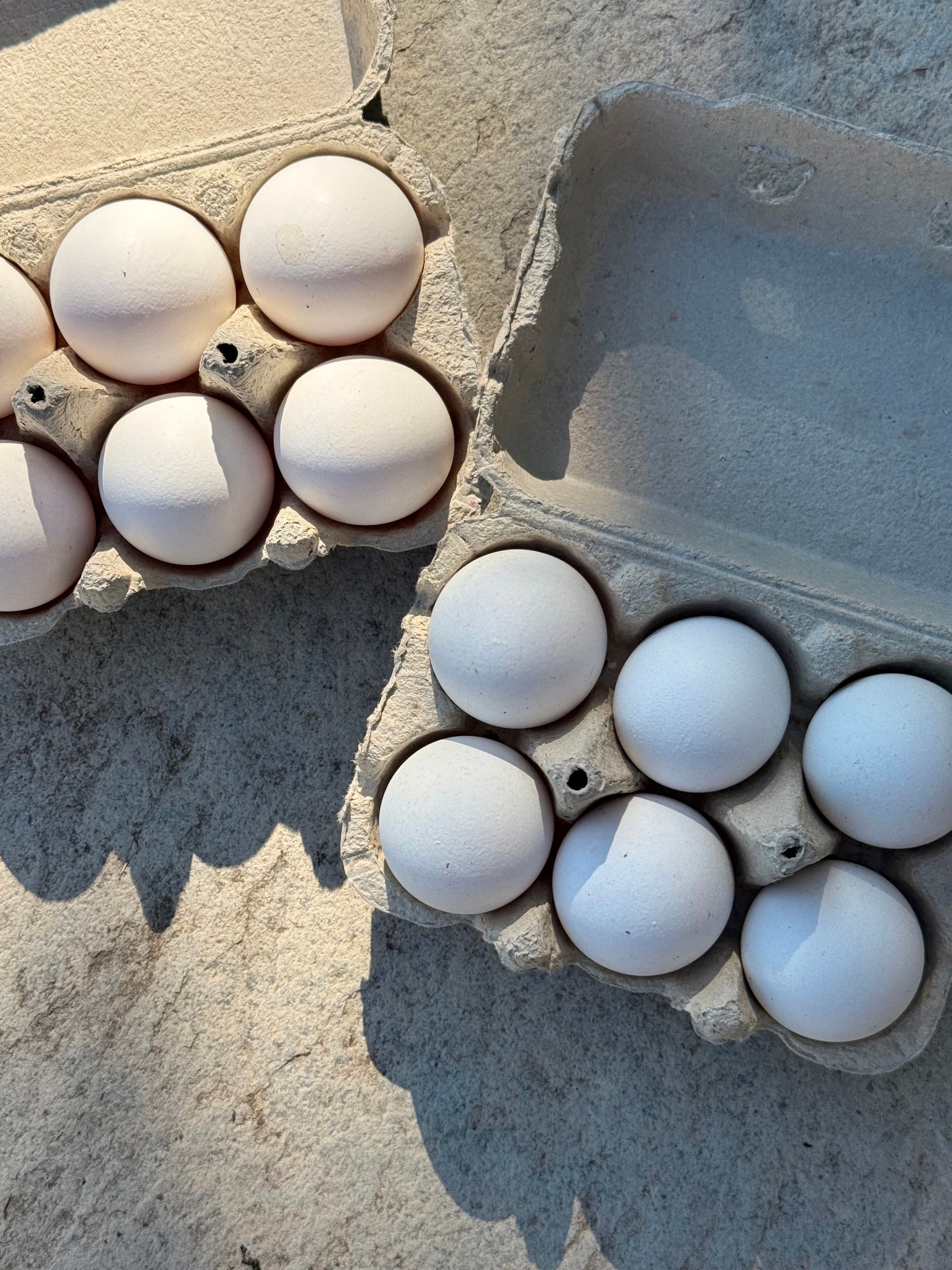 Free Range Pasture Eggs (12)