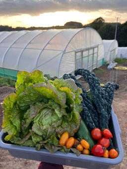 Image of Medium Chemical Free Veg Box