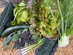 Image of Large Chemicals Free Veg Box