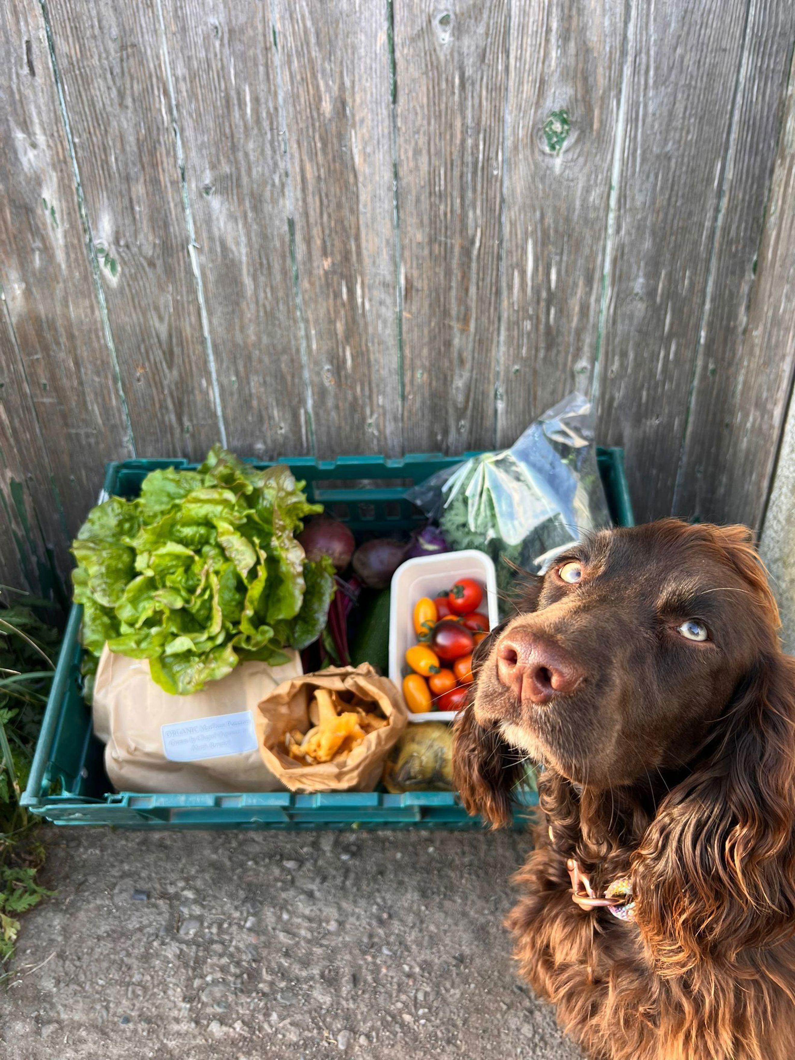 Chemical Free Veg Box